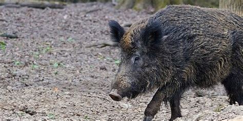 Treibjagd auf Wildschweine im Kreis Augsburg läuft aus dem Ruder