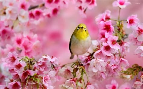 Small yellow bird between the blossoms wallpaper - Animal wallpapers ...