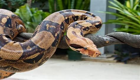 Boa Constrictor Care Sheet Reptiles Cove