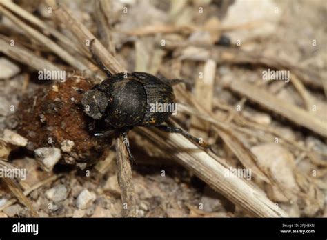 Dung Beetle Sisyphus Schaefferi Dung Hi Res Stock Photography And