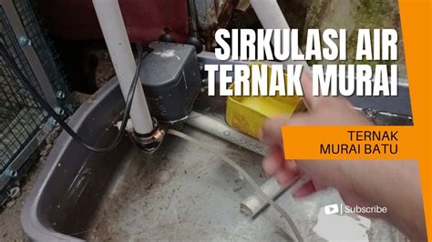 Sirkulasi Air Mengalir Di Kandang Ternak Murai Batu Cara Membuat