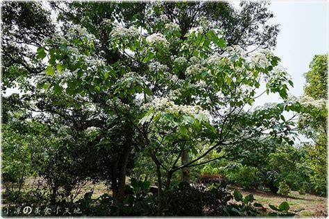 『雲林。古坑』四月桐花飄雪。白色花瓣隨風飛舞飄落，盛開中（季節限定 小凉的美食小天地