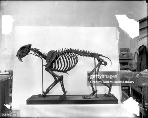 11 Smilodon Skeleton Stock Photos, High-Res Pictures, and Images ...