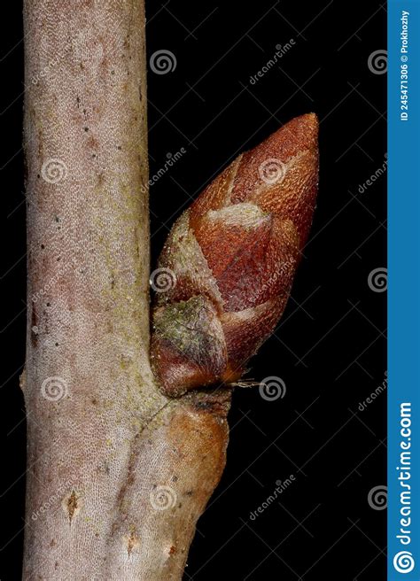 Dwarf Cherry Prunus Cerasus Lateral Bud Closeup Stock Photo Image Of