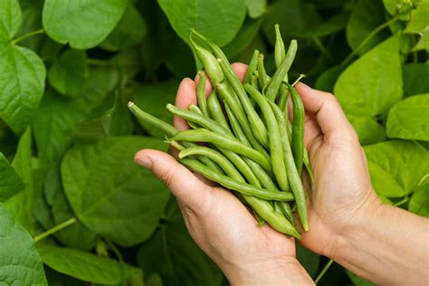 How To Grow Green Beans Indoors