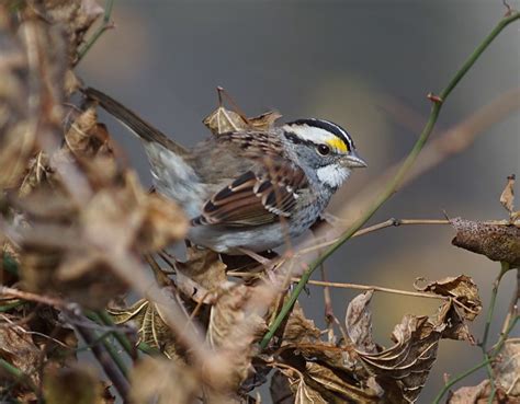 White Throated Sparrow Vladimir And Elena Dotsenko Flickr