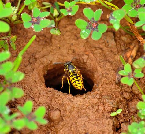 Where Do Yellowjackets Nest? - A-Z Animals