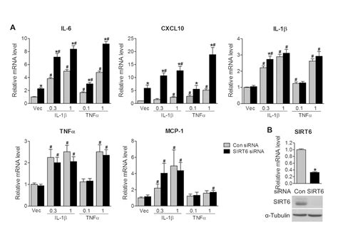 Sirt6 Deficiency Impairs Corneal Epithelial Wound Healing Aging