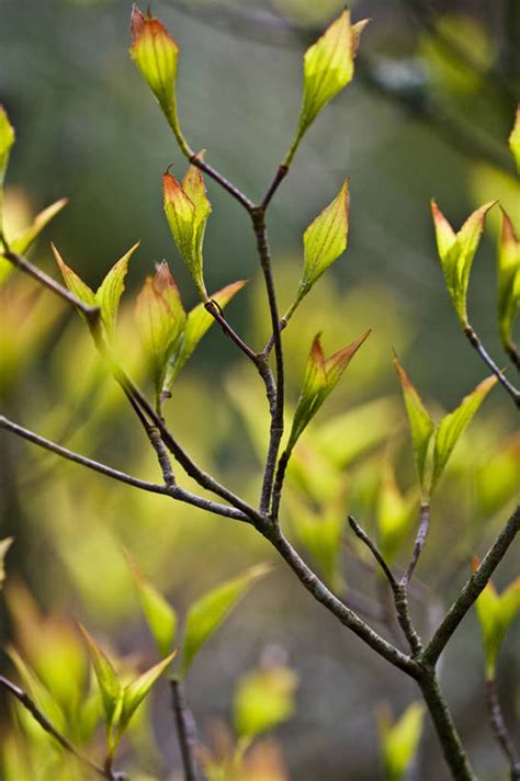 无人竖图室外特写白天美景植物叶子英国景观英格兰黄色绿色自然春天景色摄影灌木自然风光山茱萸落叶树彩图对焦