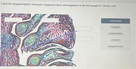 Solved Label the megasporophyll, micropyle, integument | Chegg.com