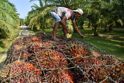 Apa Itu Minyak Makan Merah Yang Pabriknya Baru Diresmikan Jokowi