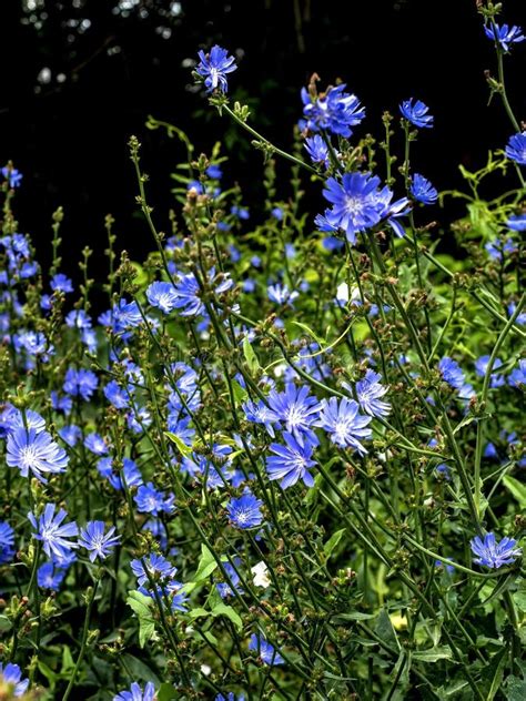 Small Clearing Of Bright Blue Flowers Of Chicory Stock Image Image Of