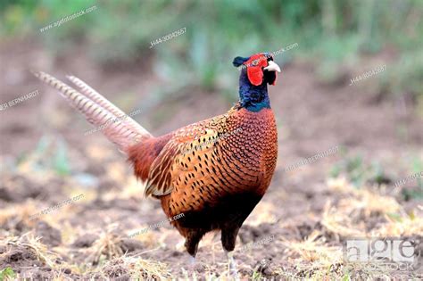 Pheasant, noble pheasant, hunting pheasant, gallinaceous birds ...