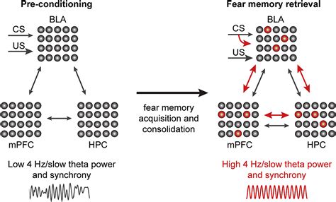 Synaptic Plasticity Engrams And Network Oscillations In Amygdala