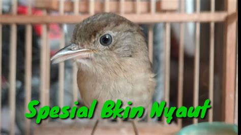 Burung Flamboyan Gacor Ngebren Rapat Nyerecet Cocok Buat Pancingan