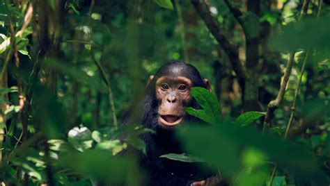 Researchers Record Wild Chimp Using Human Made Object As Sex Toy For First Time Iflscience