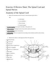 Exercise Review Sheet The Spinal Cord And Spinal Nerves Docx