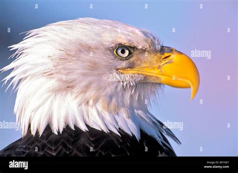 Eagle Head Portrait Hi Res Stock Photography And Images Alamy