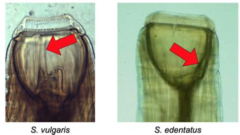 Parasites Of Alimentary Equine Pge Flashcards Quizlet