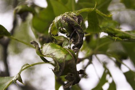 Minnesota Seasons - Oak Anthracnose