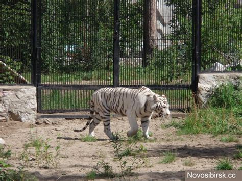 Novosibirsk Zoo! — Steemit