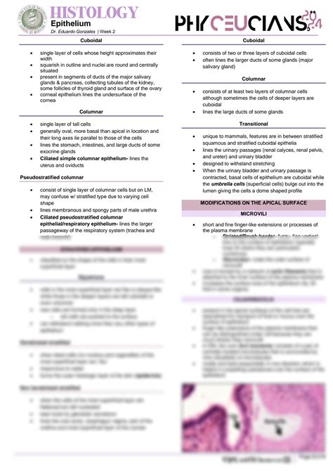 Solution Histology Epithelium Studypool