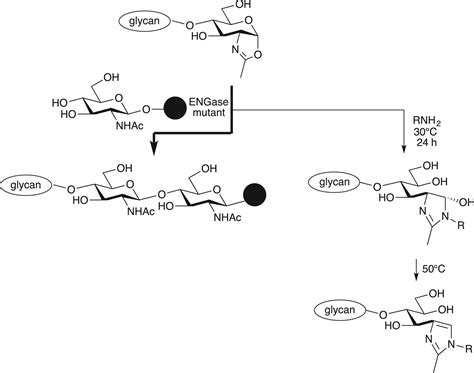 Acceptor Range Of Endo β N Acetylglucosaminidase Mutant Endo Cc N180h