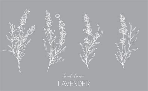 Lavender Line Drawing Black And White Floral Bouquets Flower Coloring