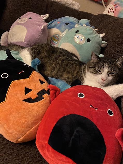 I Collect Squishmallows So My Cat Can Live A More Comfy Life 😉 R