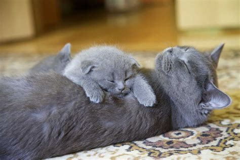 British Shorthair Cat - Everything About British Shorthairs