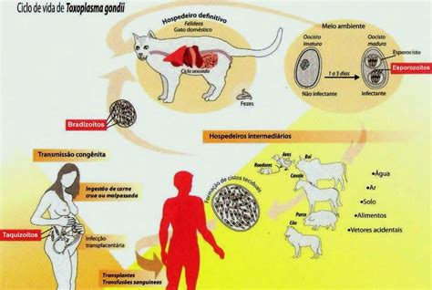 Ciclo De Vida De Toxoplasma Gondii