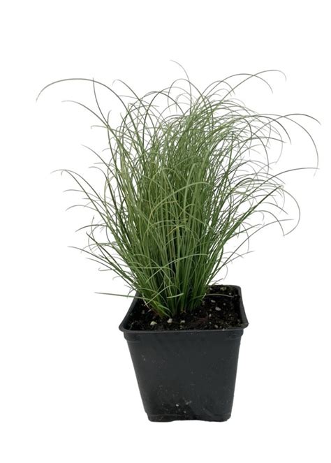 Carex Comans Frosty Curls 4 Inch The Garden Corner