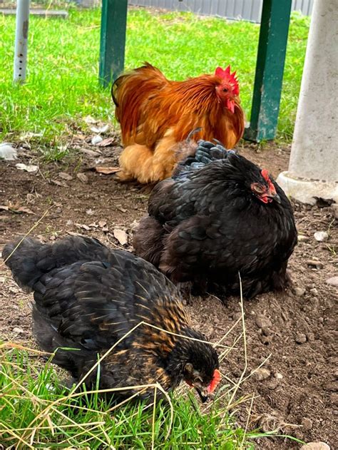 Eselpark Zons Mehr Als Nur Ein Gnadenhof Erkrath Jetzt