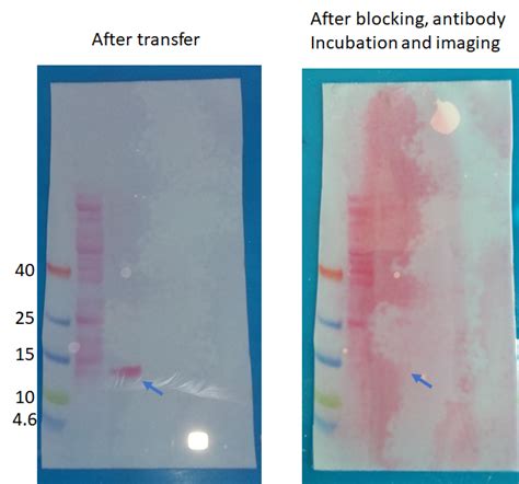 Low Mw Proteins Disappear From My 02 µm Pvdf Membrane During Western