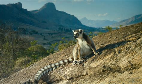 Island Of Lemurs Madagascar IMAX 2014 Movie Photos And Stills Fandango