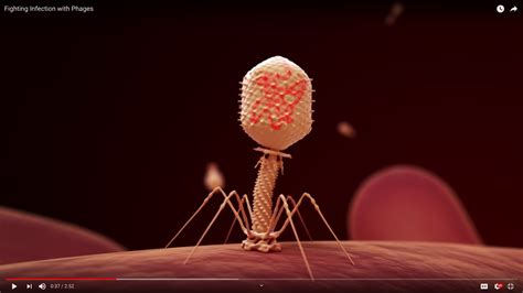 Phage therapy used to cure prosthetic valve infection