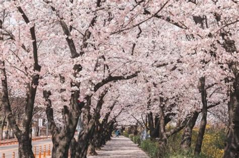 Yeouido Cherry Blossom Festival Hangang Park Picnic IVisitKorea