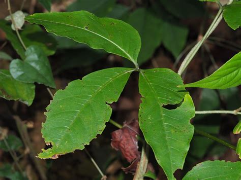 Crateva adansonii formosensis from 367台灣苗栗縣三義鄉深水 on January 01, 2020 at ...