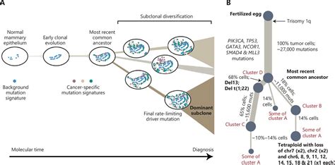 Insight Into The Evolution Of Breast Cancer Driven By Genetic Alterations Cancer Biology