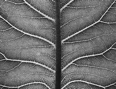 Leaf Veins III [Framed; also available unframed] Photograph by Charles Brabin | Artfinder