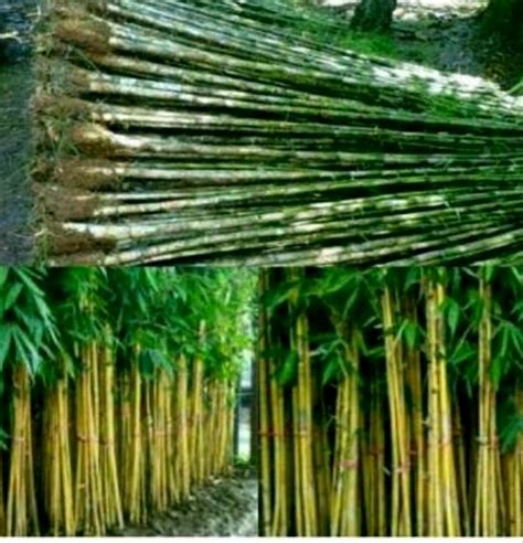 23 Konsep Top Gambar Hiasan Bambu China