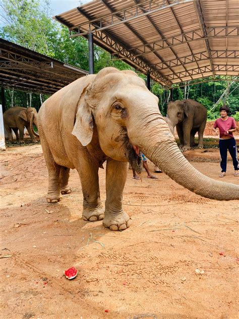 All Elephant Home Phuket ออลล์ เอลเลเฟ่นท์ โฮม ภูเก็ต รีวิวสถานที่