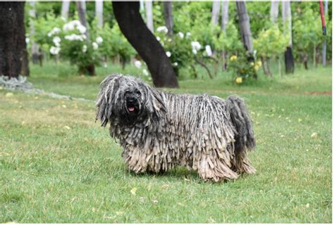 Discovering 6 Dog Breeds With Dreadlocks And Their Function Dog