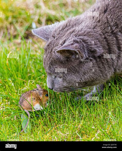 Cat playing with a little mouse Stock Photo - Alamy