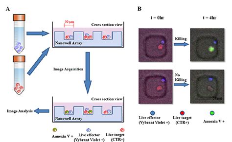 Figure 1 From Quantitative High Throughput Single Cell Cytotoxicity