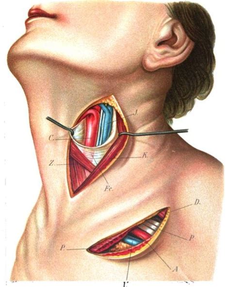 Superior thyroid artery | Wiki | Everipedia