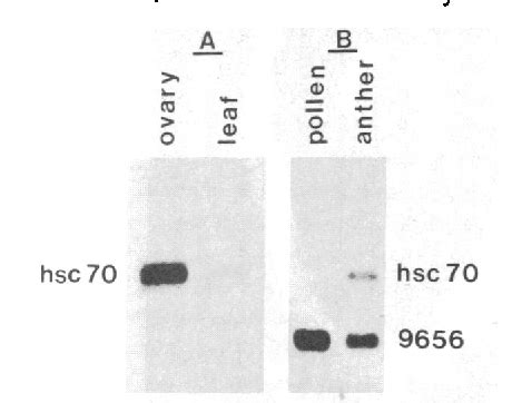 Figure 1 From Heat Shock Protein Hsp70 Cognate Gene Expression In