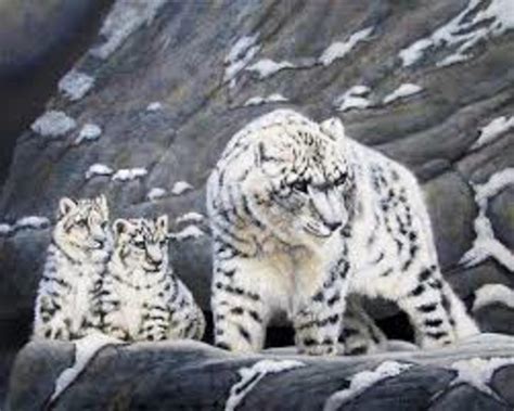 Snow Leopard Panthera Uncia Classification Snow Nsnow Leopard