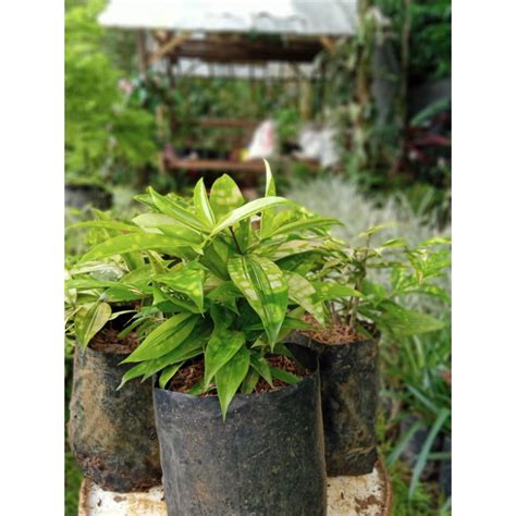 Jual Tanaman Hias Bambu Jepang Dracena Shopee Indonesia