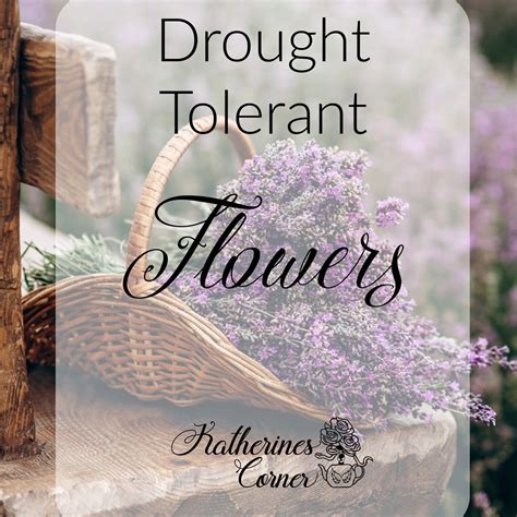 drought tolerant flowers